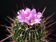 Thumbnail of 1673_Echinofossulocactus guerrianus_20160426_01(1).JPG